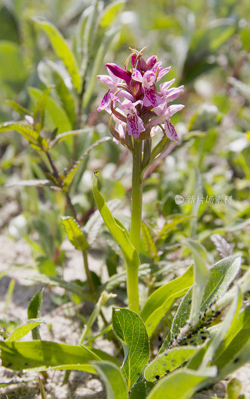 早期沼泽兰(Dactylorhiza incarnata)